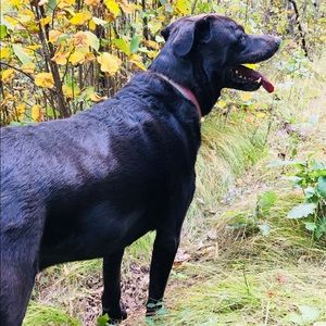 Meet your Posher, Dalton